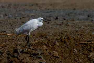 photo of a little eggret crowing or yawning on a stone path