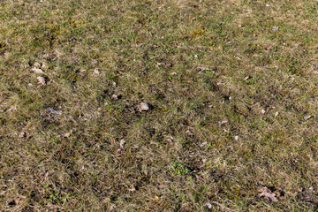 grass growing in early spring in windy weather