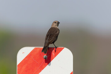 The brown-headed cowbird (Molothrus ater) is Brood parasitic bird, that rely on others to raise...