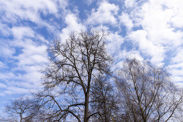maple trees without foliage in the spring season