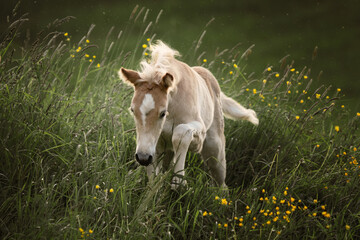 haflinger foal galloping on a meadow