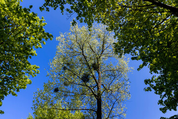 deciduous trees in the spring season in sunny weather