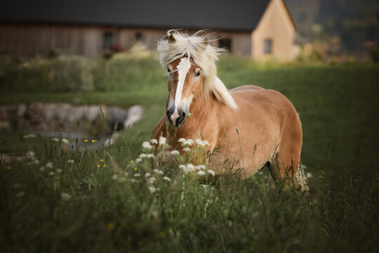 haflinger galloping onm a meadow