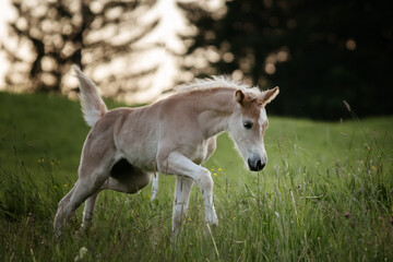 haflinger foal galloping on a meadow
