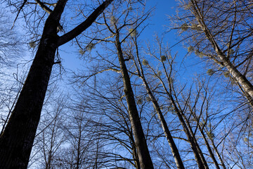 the tops of various deciduous trees in the spring season