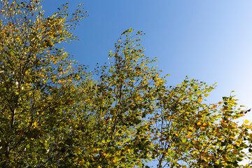 Fototapeta premium Birch forest with trees with yellow and green foliage