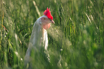 gesundes weißes bio Huhn Rasse, Ayam Cemani, Bresse Gauloise, auf einer grünen Wiese mit saftigen Gräsern. Artgerechte Haltung, Legehenne in der Natur.