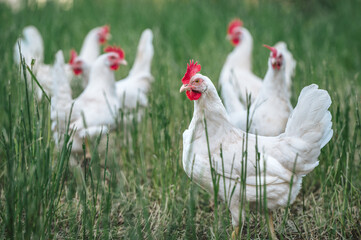 gesunde weiße bio Hühner Rasse, Ayam Cemani, auf einer grünen Wiese mit saftigen Gräsern. Artgerechte Haltung, Legehenne in der Natur. Im Hintergrund, unscharf weitere Hühner