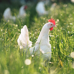 gesunde weiße bio Hühner Rasse, Ayam Cemani, auf einer grünen Wiese mit saftigen Gräsern. Artgerechte Haltung, Legehenne in der Natur. Im Hintergrund, unscharf weitere Hühner