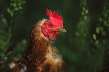 gesundes braun bio Huhn auf einer grünen Wiese mit saftigen Gräsern. Artgerechte Haltung, Legehenne in der Natur.