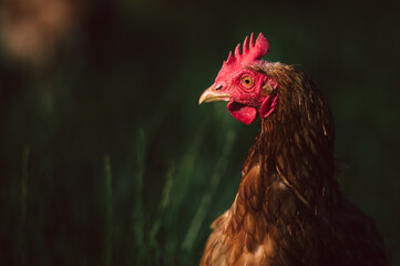gesundes braun bio Huhn auf einer grünen Wiese mit saftigen Gräsern. Artgerechte Haltung, Legehenne in der Natur.