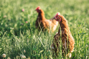 zwei braune bio Hühner auf einer grünen Wiese mit saftigen Gräsern. Artgerechte Haltung, Legehennen in der Natur. Im Hintergrund, unscharf weiteres Huhn