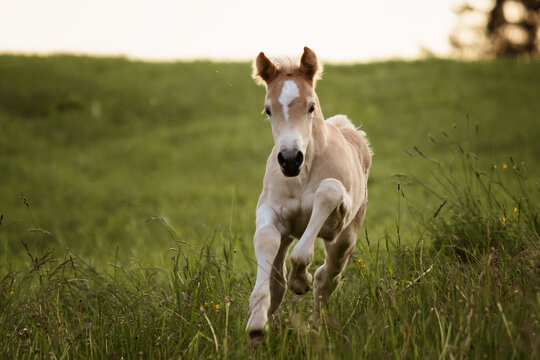haflinger foal galloping on a meadow