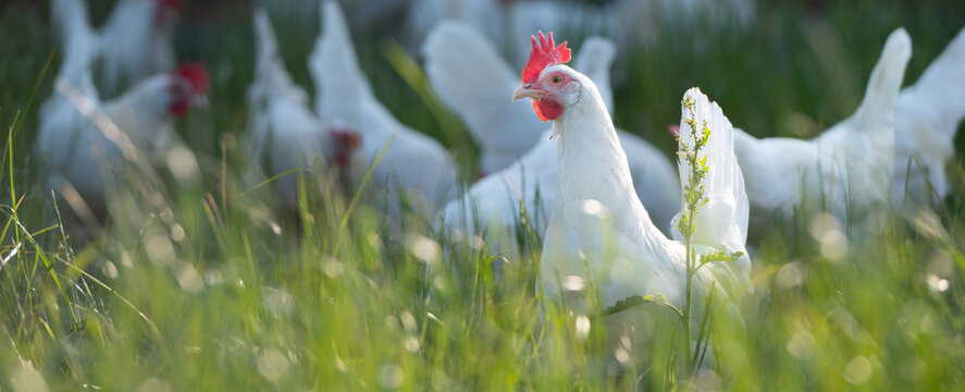 gesunde wei&szlig;e bio H&uuml;hner Rasse, Ayam Cemani, auf einer gr&uuml;nen Wiese mit saftigen Gr&auml;sern. Artgerechte Haltung, Legehenne in der Natur. Im Hintergrund, unscharf weitere H&uuml;hner