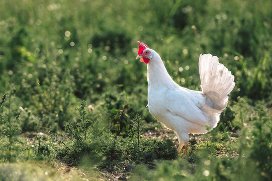 gesundes wei&szlig;es bio Huhn Rasse, Ayam Cemani, Bresse Gauloise, auf einer gr&uuml;nen Wiese mit saftigen Gr&auml;sern. Artgerechte Haltung, Legehenne in der Natur.