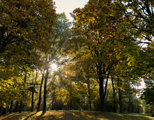 Autumn park with trees during leaf fall