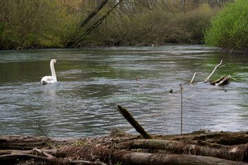 Cigno nuota sul fiume Stella ad Ariis di Rivignano Teor