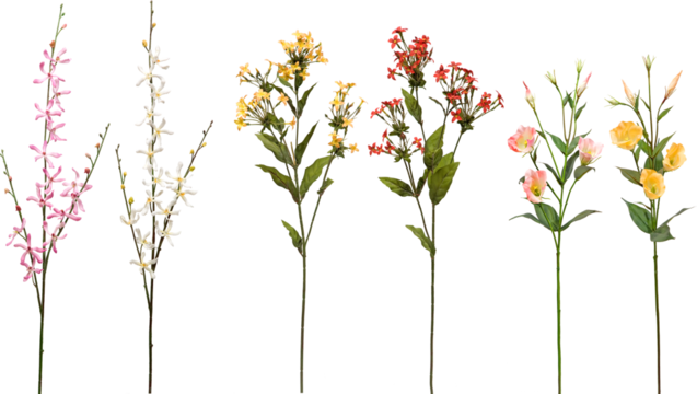 set of flowers on transparent background