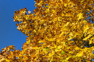 Maple tree foliage in autumn