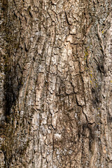 Obraz premium tree bark illuminated by sunlight in the morning