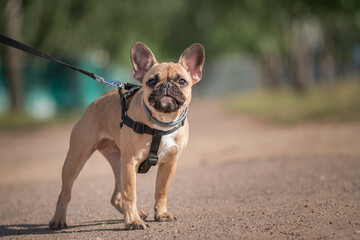 Portrait of a beautiful young purebred bulldog walking on a summer day.