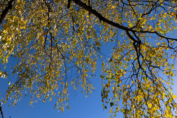 sunny autumn weather in the birch forest