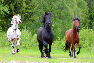 Obraz na płótnie Canvas horses of different breeds run forward together, appaloosa, frieze, spaniard, horse breeds