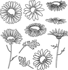 Hand drawn daisy flowers vector illustration, botanical line art clipart
