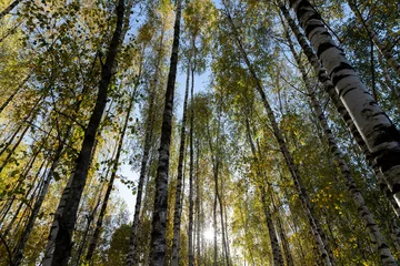 Foto op Plexiglas Autumn forest with a large number of birch trees © rsooll