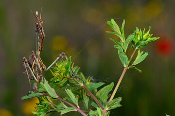 Haubenfangschrecke // Conehead mantis (Empusa fasciata) - Pinios-Delta, Greece