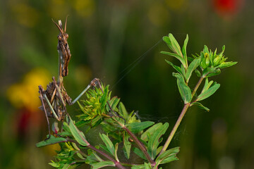 Conehead mantis // Haubenfangschrecke (Empusa fasciata) - Pinios-Delta, Greece