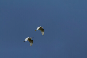 Photos of 2 little egrets flying in a row in a blue cloudless sky ( this picture taked with canon eos 7d and 100-400 mm lens )
 - Powered by Adobe