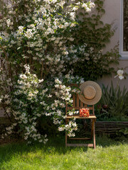 Ripe cherries in a jar on a wooden chair in the garden. A chair with a cherry and a straw hat stands under a large bush of flowering jasmine.