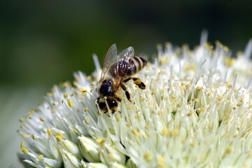 Biene auf einer Lauchblüte