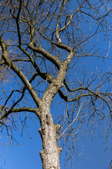 the tops of various deciduous trees in the spring season