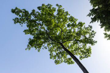 tall trees in the summer