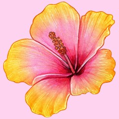 beautiful pink and yellow hibiscus flower on pink background