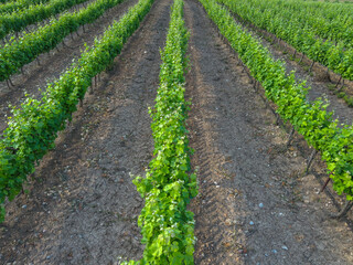 Fototapeta na wymiar Young vine. Rows of vineyard from above, aerial view.