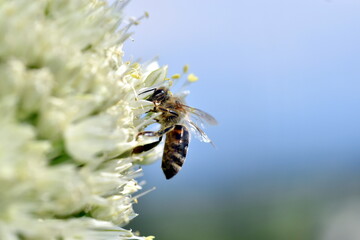 Biene auf einer Lauchblüte