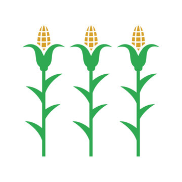 Agriculture, cornfield, crop icon.