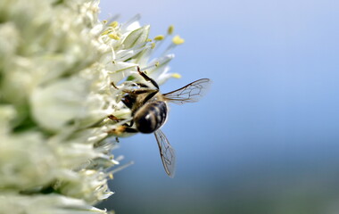 Biene auf einer Lauchblüte