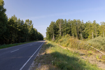 Paved road through the forest