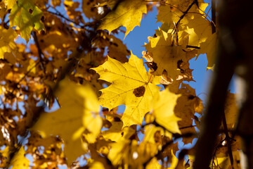 Maple tree during the autumn season
