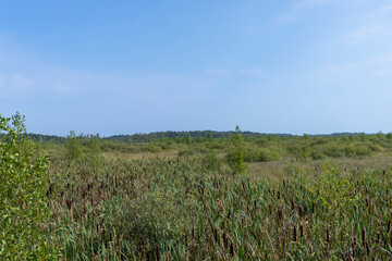 Swampy terrain with plants in summer