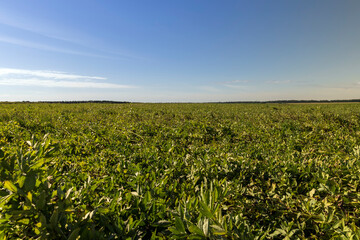 Agricultural field with green beans