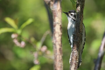 Downy Woodpecker