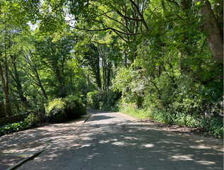 View down, Badger Lane, with old trees, wild plants, and bushes, on a spring day near, Halifax, UK