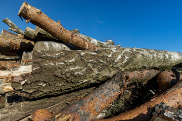 Naklejka premium a pile of sawn wood after deforestation, harvesting of wood