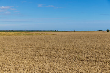 A field with cereals in the summer