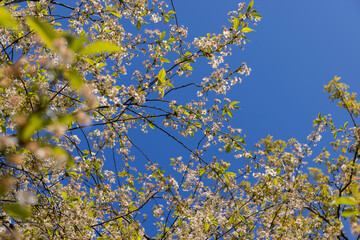 cherry tree at the end of flowering with fallen and sluggish flowers